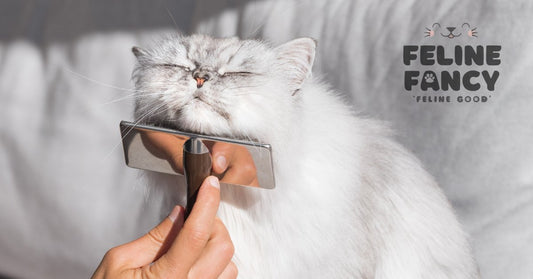 cat having its chin brushed and groomed 