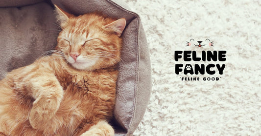 cat sleeping and dreaming about Feline Fancy Ltd.