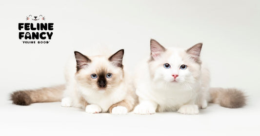 Two Ragdoll Cats looking cute with Feline Fancy logo.