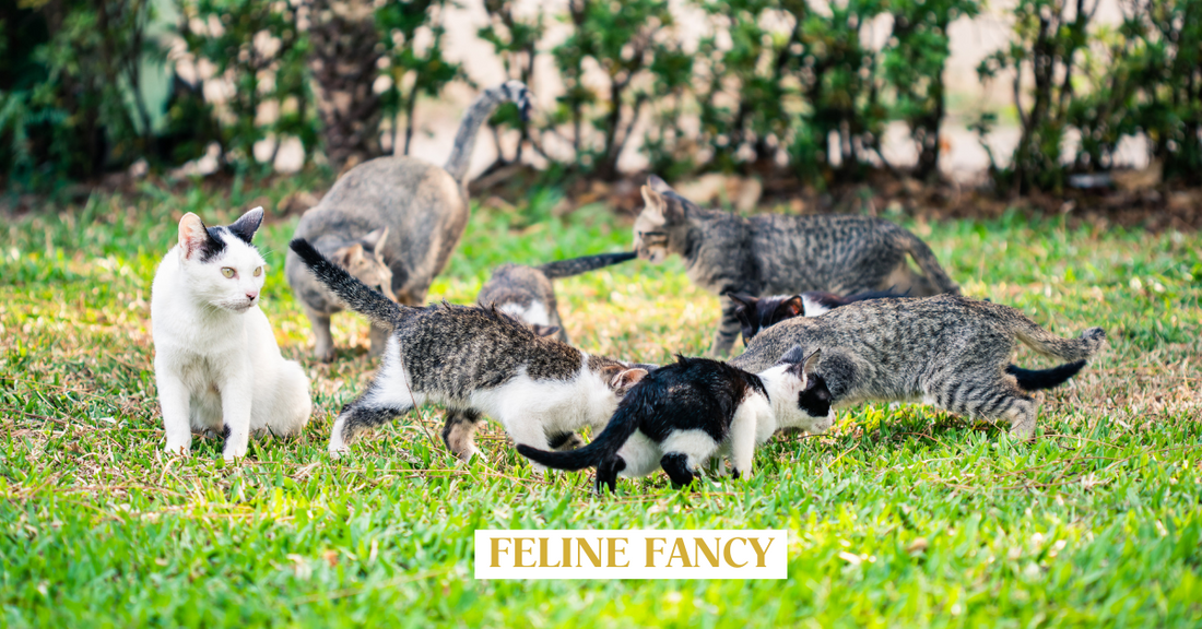 a group of cats playing together in the garden.