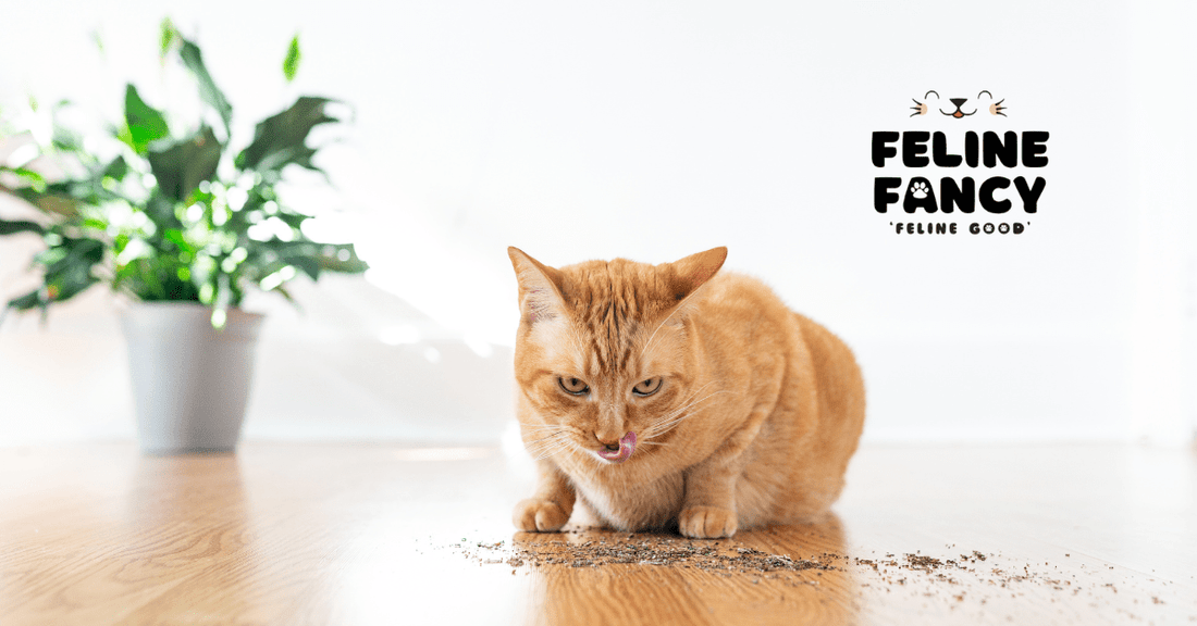 cat smelling a jar of catnip that has fallen over 