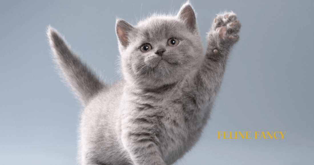 British Shorthair Kitten with Paw in air.