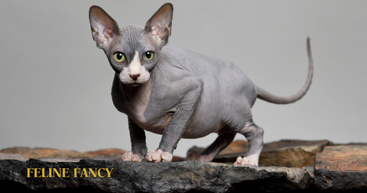 Devon Rex Grey Cat, With Large Rex Eyes and Rex Ears.