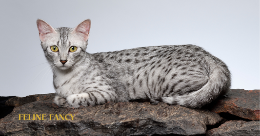 The Egyptian Mau laying on rocks, looking cute.