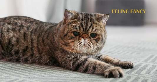 Exotic Shorthair Cat laying on bed.