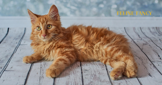Japanese Bobtail Long Hair cat laying on ground with Ginger coat.