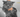 British Shorthair having a bath with Feline Fancy Logo.