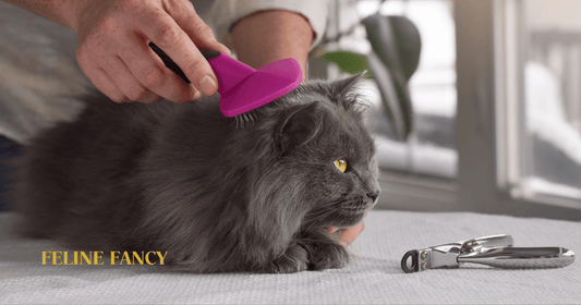 Cat Being Groomed with Feline Fancy Logo.