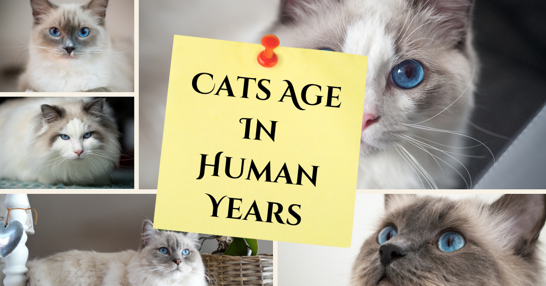 Cats age in human years main image.