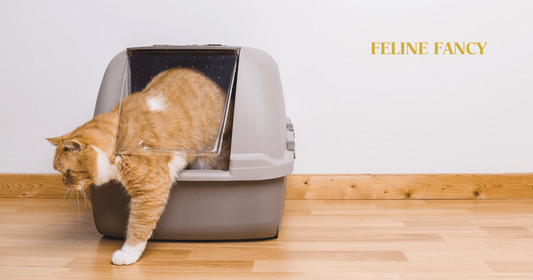 Cat using Litter Tray with Feline Fancy Logo.