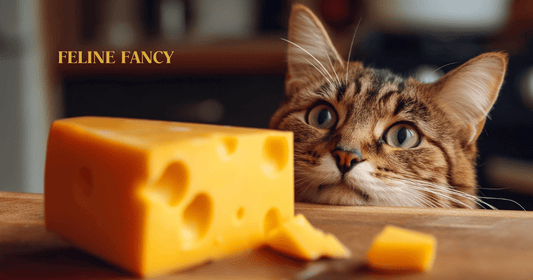 Cat looking at eating cheese with Feline Fancy logo.