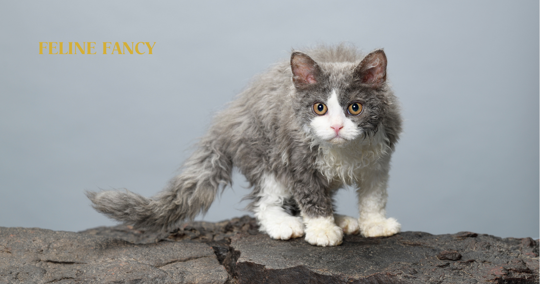 Selkirk Rex Cat with Feline Fancy Logo.