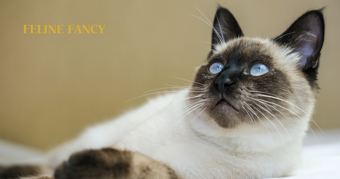 Siamese Cat with Feline Fancy Logo.