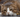 Cat Anxiety with Feline Fancy Logo.
