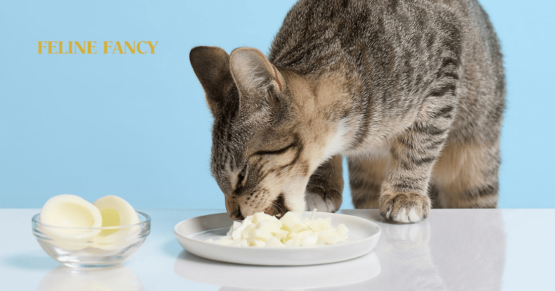 Cat eating eggs with Feline Fancy Logo.