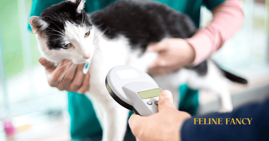 Cat Microchipping with Feline Fancy Logo.