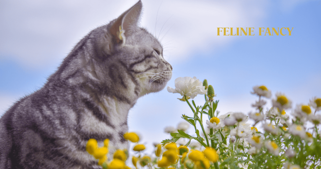 Cat Smelling Summer Flowers with Feline Fancy logo.