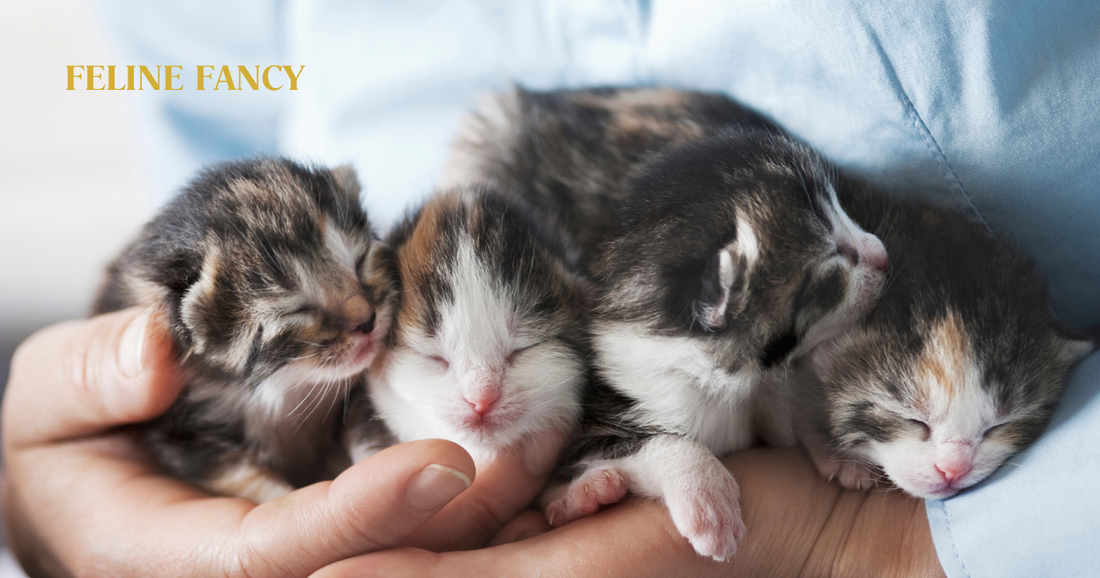 Kittens being cared for with Feline Fancy logo.