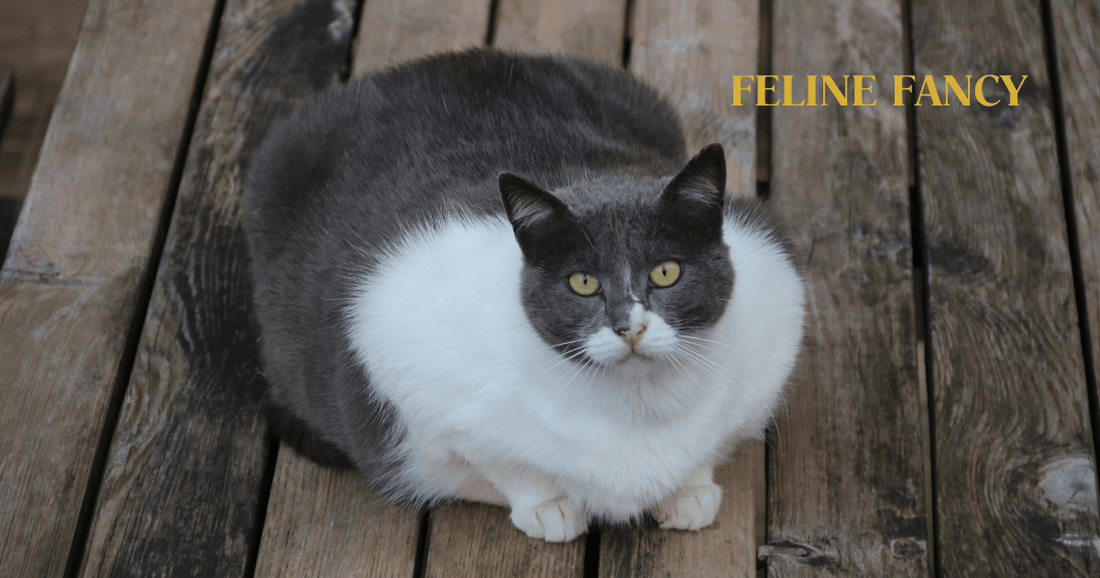 Obese Cat with Feline Fancy Logo.