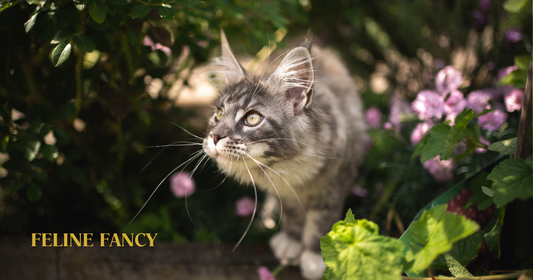 Cat in Garden with Feline Fancy Logo.