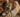 Cat with Diabetes with Feline Fancy logo 