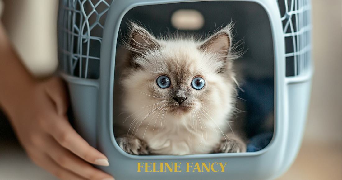 Buying a Kitten with Feline Fancy Logo.