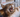 Gingivitis with Feline Fancy Logo.