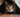 A Cat Hiding with Feline Fancy Logo.