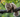 Siberian Forest Cat with Feline Fancy Logo