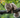 Siberian Forest Cat with Feline Fancy Logo
