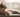 Singapura Cat with Feline Fancy Logo.