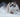 Snowshoe Cat with Feline Fancy Logo