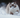 Snowshoe Cat with Feline Fancy Logo