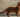 Somali Cat with Feline Fancy Logo.
