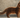 Somali Cat with Feline Fancy Logo.