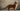 Somali Cat with Feline Fancy Logo.