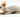 Sphynx Cat with Feline Fancy Logo