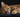Toyger Cat with Feline Fancy Logo