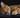 Toyger Cat with Feline Fancy Logo