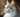 Turkish Van with Feline Fancy Logo