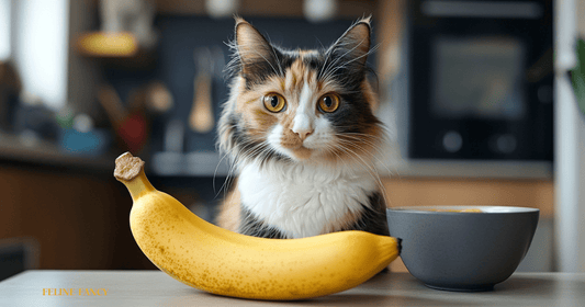 Cats Eat Bananas with Feline Fancy Logo.