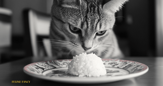 Can cats eat Rice with Feline Fancy logo.