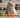 Can Cats Eat Carrots with Feline Fancy Logo.