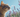 Cats & Lavender with Feline Fancy Logo.