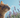 Cats & Lavender with Feline Fancy Logo.