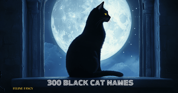 300 black cat names