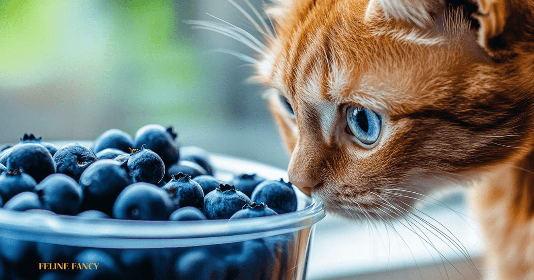 An image of a cat looking at a tub of blueberries with Feline Fancy Logo.