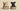 Can Cats Eat Dog Food with Feline Fancy Logo.