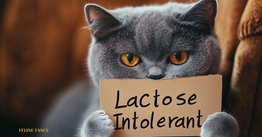 A cat holding a sign that reads "Lactose Intolerant"