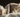 Cat with Cat Cold & Feline Fancy Logo
